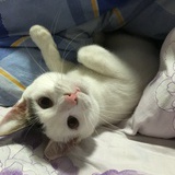 小灰灰