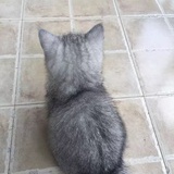 猫猫猫