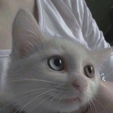 白白