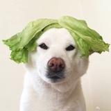 周四晚不想睡