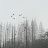小木