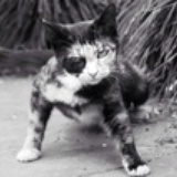 猫薄荷