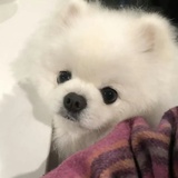 白雾红尘