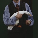 Chandler’ duck