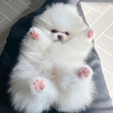 臭臭呀