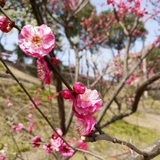 生如夏花