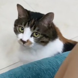 大力丸