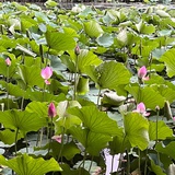 大方