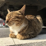 纪昕晨
