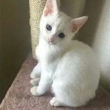 ye哒芒果