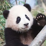 LovePanda