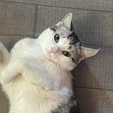 赈早见琥珀川