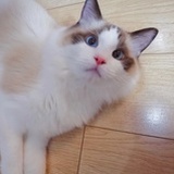 一只小小兜