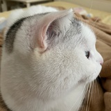 泽秋