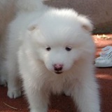 小丸子