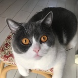绿李子