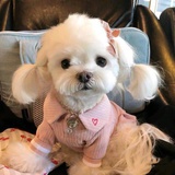 蓝莓派有什么错