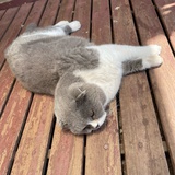 落