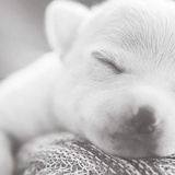 午夜飞行的黑猫