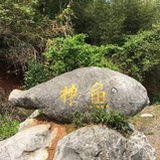 爱游泳的小猫