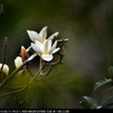 春风不折眉弯