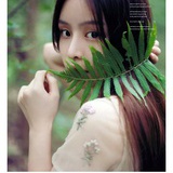 又爱叶子的自由