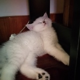 silly随风