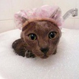 糖不苦