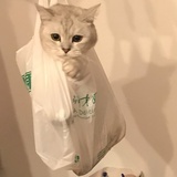 豆豆