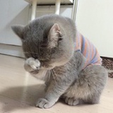 年糕猫