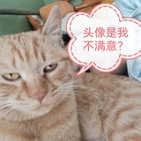 海底的猫