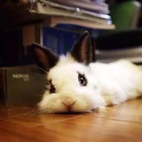 小逗逗