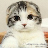 哈哈大脸猫0702