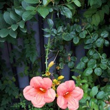 花丽猫