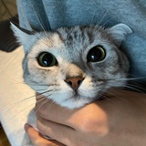 七友