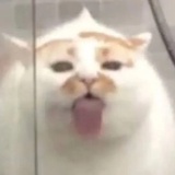 华籍美人