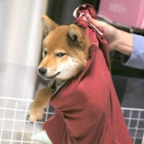 青狗之方