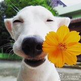 一棵固执的树