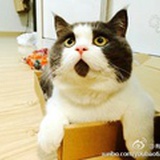 酸奶盒子