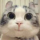 豆豆的智齿