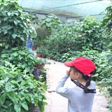 开花的树
