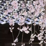 阿黎