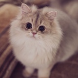 miaoweixiao
