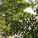 叶绿素🌱