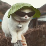 kuokuo