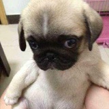 九日