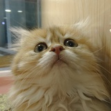 LEO博