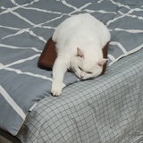 小忍冬
