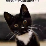 贪睡的考拉