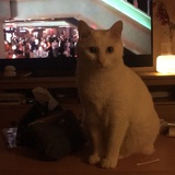 白黑妹咪